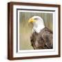 Brown Frame