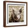 Brown Frame