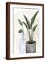 Brown Frame