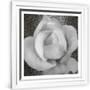 Gramercy White