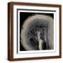 Brown Frame