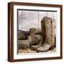 Brown Frame