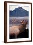 Brown Frame