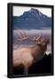 Essential Black