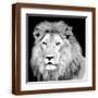 Brown Frame