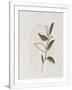 Gramercy White