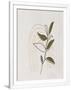 Gramercy White
