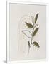 Gramercy White
