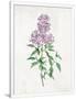 Gramercy White