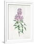 Gramercy White