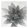 Just the Print