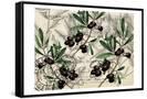 Canvas Black