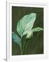 Gramercy White