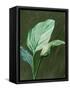 Canvas Black