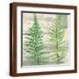 Brown Frame