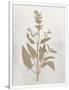Gramercy White
