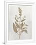Gramercy White
