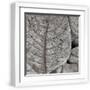 Chelsea White