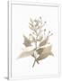 Gramercy White