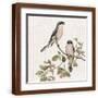 Brown Frame