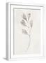 White Frame