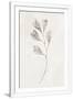 Gramercy White