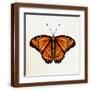 Brown Frame