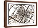 Brown Frame