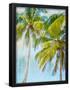 Essential Black