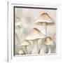 Gramercy White