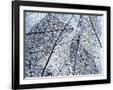 Gramercy Black