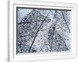 Gramercy White