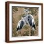 Brown Frame