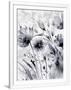 Gramercy White