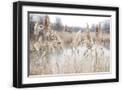 Black Frame