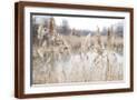 Brown Frame