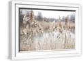 White Frame