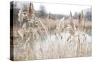Stretched Canvas