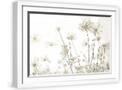 White Frame