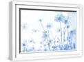 White Frame