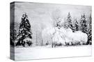 Stretched Canvas