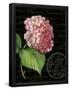 Essential Black