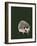 Kimchi the Hedgehog on Forest Green, 2020, (Pen and Ink)-Mike Davis-Framed Giclee Print