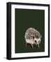 Kimchi the Hedgehog on Forest Green, 2020, (Pen and Ink)-Mike Davis-Framed Giclee Print