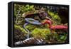 Kinabalu giant red leech feeding on Kinabalu giant earthworm, on Mount Kinabalu, Borneo-Paul Williams-Framed Stretched Canvas