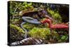 Kinabalu giant red leech feeding on Kinabalu giant earthworm, on Mount Kinabalu, Borneo-Paul Williams-Stretched Canvas