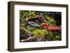 Kinabalu giant red leech feeding on Kinabalu giant earthworm, on Mount Kinabalu, Borneo-Paul Williams-Framed Photographic Print