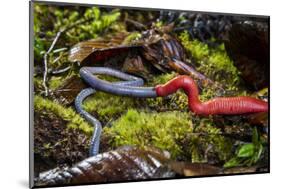 Kinabalu giant red leech feeding on Kinabalu giant earthworm, on Mount Kinabalu, Borneo-Paul Williams-Mounted Photographic Print