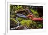 Kinabalu giant red leech feeding on Kinabalu giant earthworm, on Mount Kinabalu, Borneo-Paul Williams-Framed Photographic Print