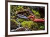 Kinabalu giant red leech feeding on Kinabalu giant earthworm, on Mount Kinabalu, Borneo-Paul Williams-Framed Photographic Print